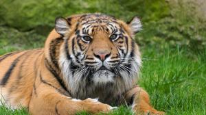 Surya, a female Sumatran tiger, enjoying the current temperatures in the outdoor enclosure of the Feline and Reptile Pavilion in the zoo’s lower grounds. Photo Petr Hamerník, Prague Zoo