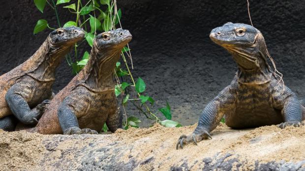 Skupina samců varanů komodských se skládá ze sedmi bratrů. Foto: Petr Hamerník, Zoo Praha