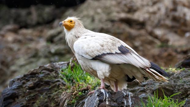 Photo: Václav Šilha, Prague Zoo