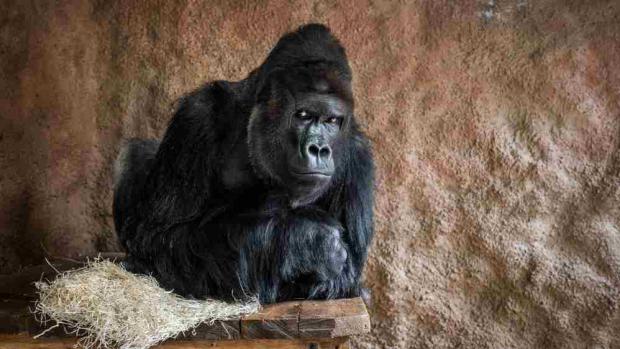 K nejúspěšnějším videím patří ta s gorilí rodinou, zejména Richardem. Foto: Miroslav Bobek, Zoo Praha.
