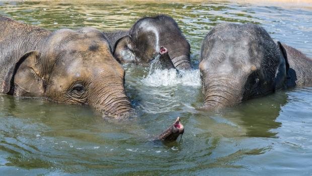 Foto: Petr Hamerník, Zoo Praha 