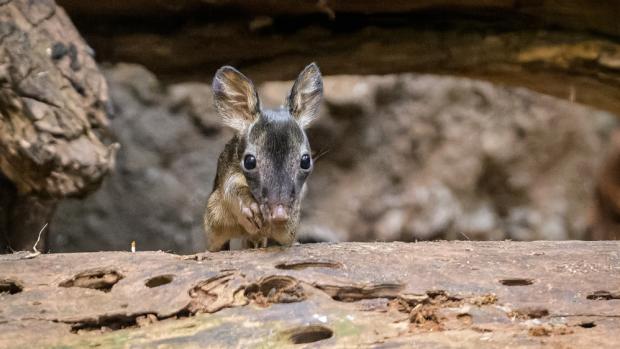 Malého klokánka krysího můžou lidé pozorovat ve vnitřní expozici Darwinova kráteru v dolní části zoo. Foto Petr Hamerník