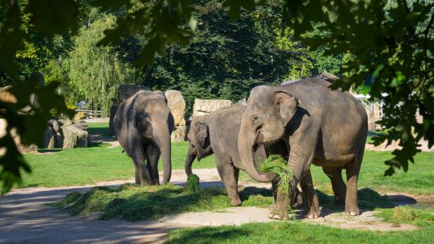 Foto: Petr Hamerník, Zoo Praha