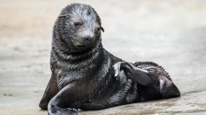 Návštěvníci Zoo Praha, kteří v neděli ve 13 hodin dorazí k expozici lachtanů, se jako první dozvědí jméno Gastonova vnuka, které slavnostně odhalí významní sportovci. Foto: Petr Hamerník, Zoo Praha. 