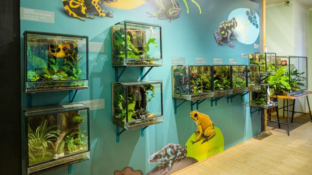 Unikátní kolekce šípových žab právě v Zoo Praha. Výstava pralesniček, která byla slavnostně otevřena v sobotu odpoledne, potrvá v Galerii Gočárovy domy do konce října. Foto: Petr Hamerník, Zoo Praha. 