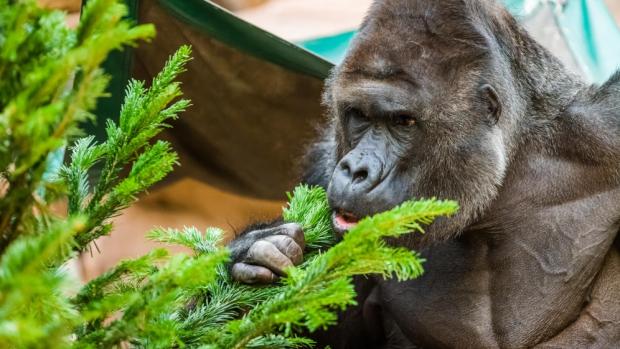 Foto Petr Hamerník, Zoo Praha