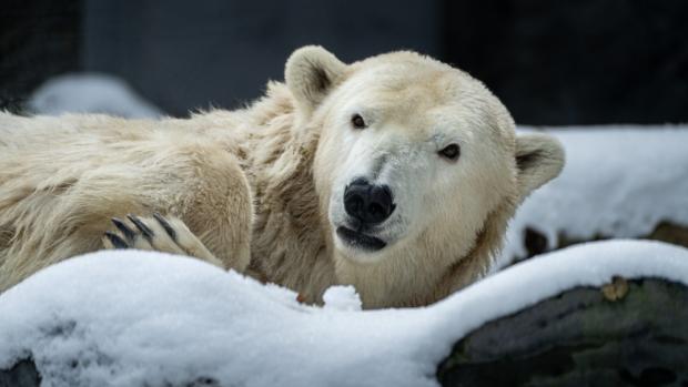 Foto: Petr Hamerník, Zoo Praha