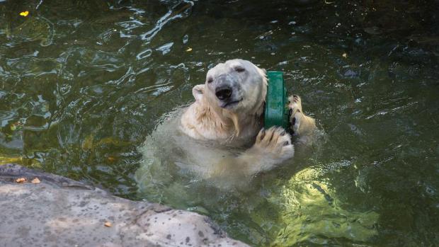 Radost Toma se nedala přehlédnout, s novou hračkou se doslova mazlil. Foto: Václav Šilha, Zoo Praha 