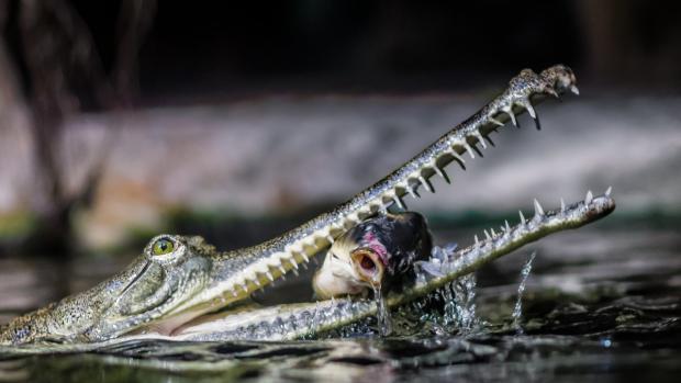 Prague Zoo has been entrusted with keeping the European stud book for the Indian gharial. Photo by Petr Hamernik, Prague Zoo