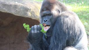 Snímek samce Richarda ze Zoo Praha vznikl zhruba před týdnem a od té chvíle plní internet i sociální sítě. Na fotografii sedí Richard ve venkovním výběhu a vypadá, že zpívá pro návštěvníky, kteří se na něj přišli podívat. Zdroj: SWNS/ Lucie Štěpničková