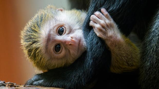 Anastasia gave birth to the olive-green baby last Wednesday. Photo Petr Hamerník, Prague Zoo