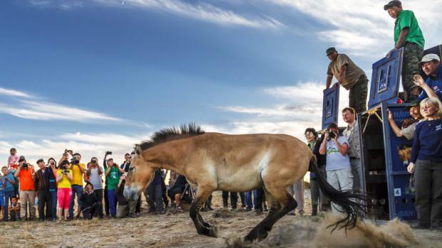 Jedním ze stěžejních in-situ projektů pražské zoo je projekt Návrat divokých koní, jehož cílem je navrácení koní Převalského do Mongolska.  Petr Josek, Zoo Praha