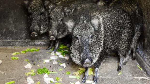 Vzácni pekari Wagnerovi jsou ještě v zázemí, ale od pondělí je návštěvníci uvidí ve výběhu v horní části zoo. Foto: Barbora Dobiášová, Zoo Praha