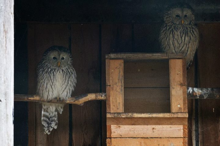 V novém domově. Foto: Tomáš Adamec, Zoo Praha