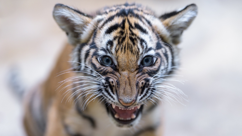 Letošní Světový den divoké přírody bude zaměřený na velké kočkovité šelmy. Zoo Praha naposledy úspěšně rozmnožila kriticky ohrožené tygry malajské. Foto: Petr Hamerník, Zoo Praha