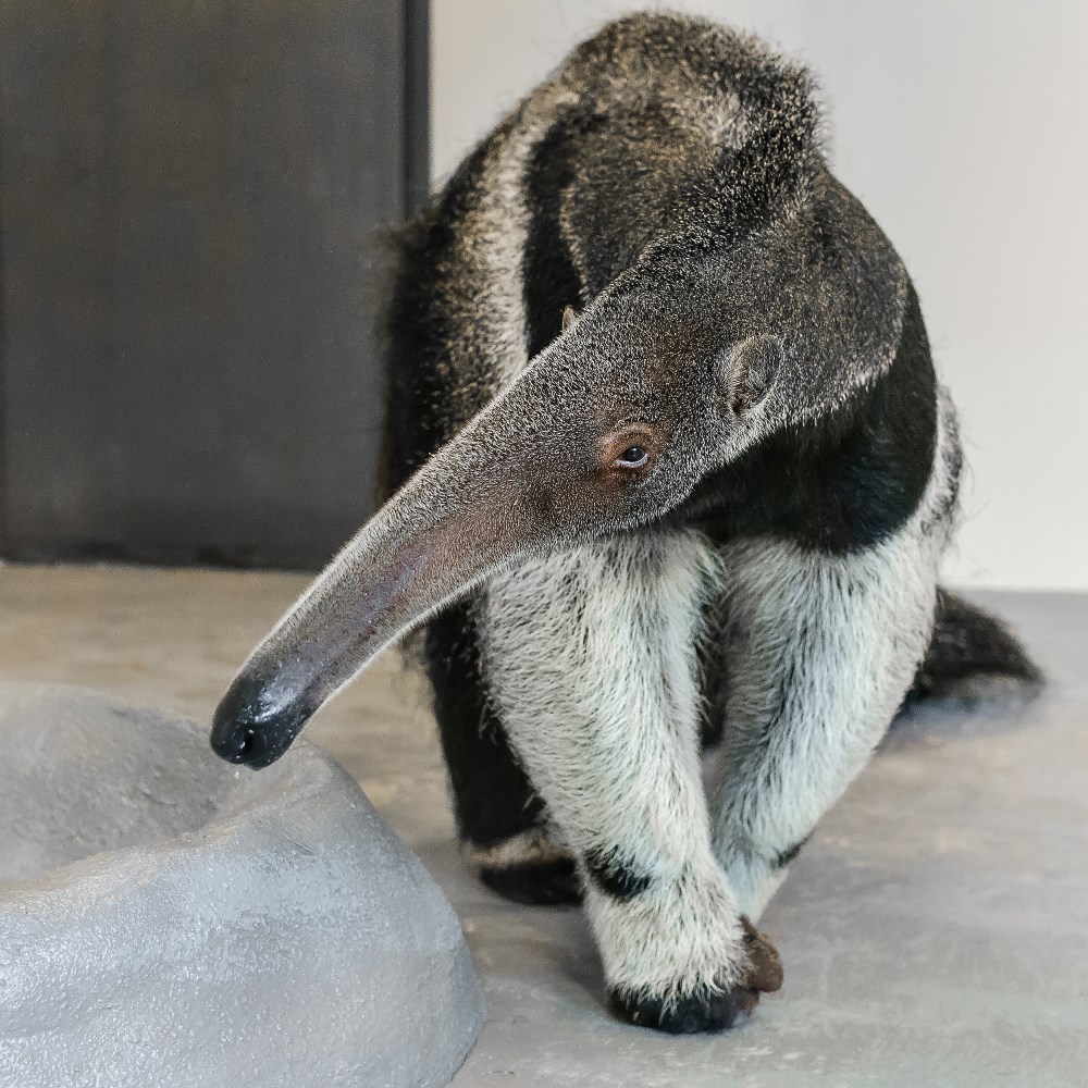 Oslavy se v neděli dočká mravenečník velký Hannibal. Autor: Petr Hamerník, Zoo Praha