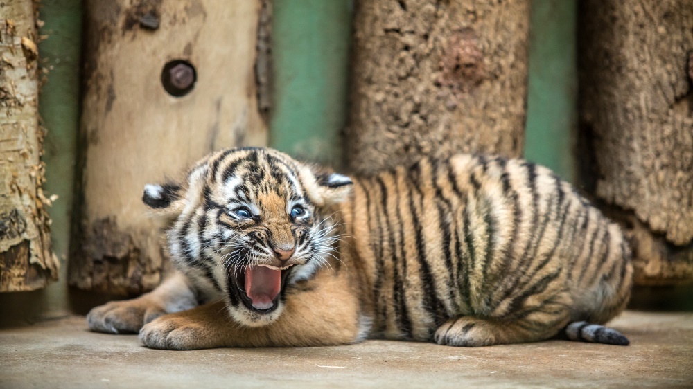 Malajská tygřata v pražské zoo byla dnes představena médiím a veřejnost je uvidí od čtvrtka. Foto: Ondřej Kroutil, Zoo Praha