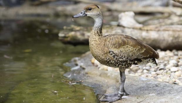 Husička stromová, foto: Václav Šilha, Zoo Praha