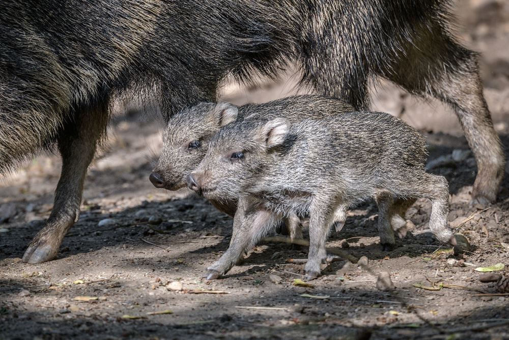 Narození mláďat pekari Wagnerova je skvělou zprávou pro celý evropský chov. V Evropě totiž tento druh momentálně chová pouze sedm institucí v počtu 37 jedinců. Foto: Petr Hamerník, Zoo Praha.