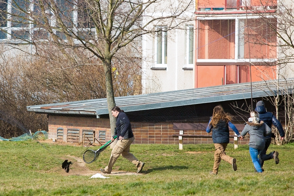 It took two weeks to gather all the escaped Northern Bald Ibises back into the Prague Zoo. In the picture we can see one of them being captured in Říčany. Photo Rudolf Flachs