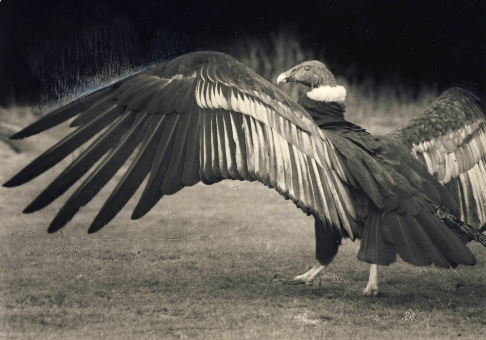 Photo: Rudolf Pucholt
