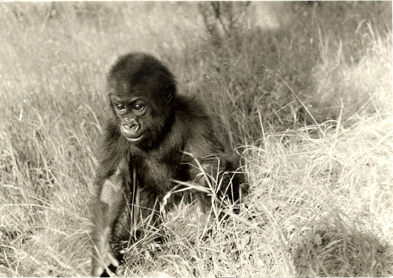 První gorilou nížinnou v Zoo Praha byl sameček Titan, který zde byl od roku 1963. Foto: Archiv Zoo Praha   