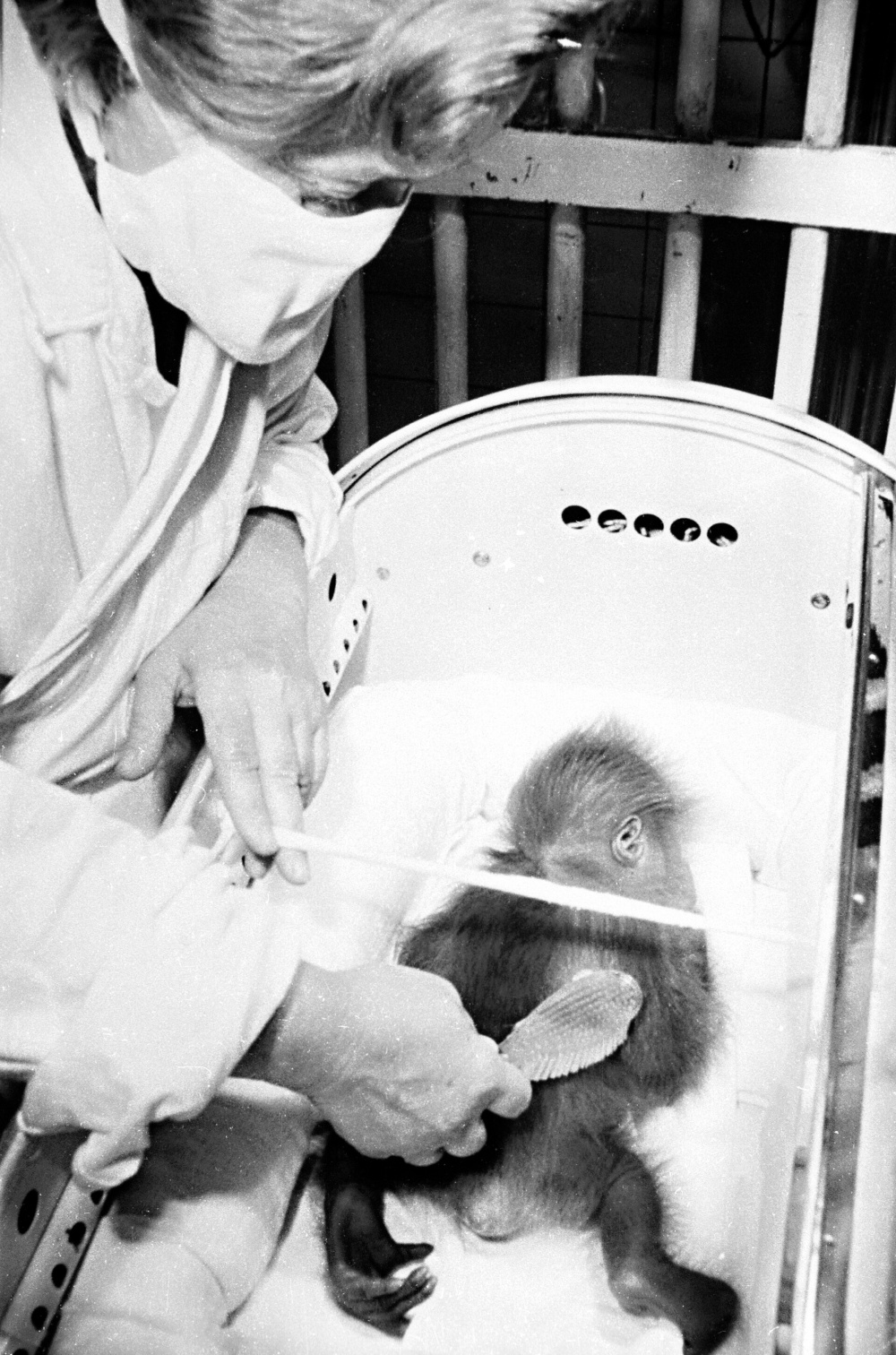 Photo: Archiv Prague Zoo