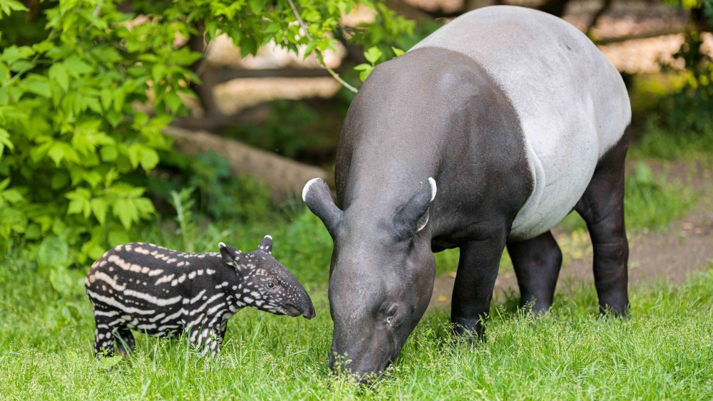 Mládě tapíra čabrakového, které se v Zoo Praha narodilo letos na jaře, je v historii pražské zoo teprve druhým odchovávaným mládětem tohoto ohroženého druhu. Chov těchto tapírů v zoologických zahradách je opravdovou raritou. To pražské dostalo jméno Morse. Foto: Petr Hamerník, Zoo Praha.