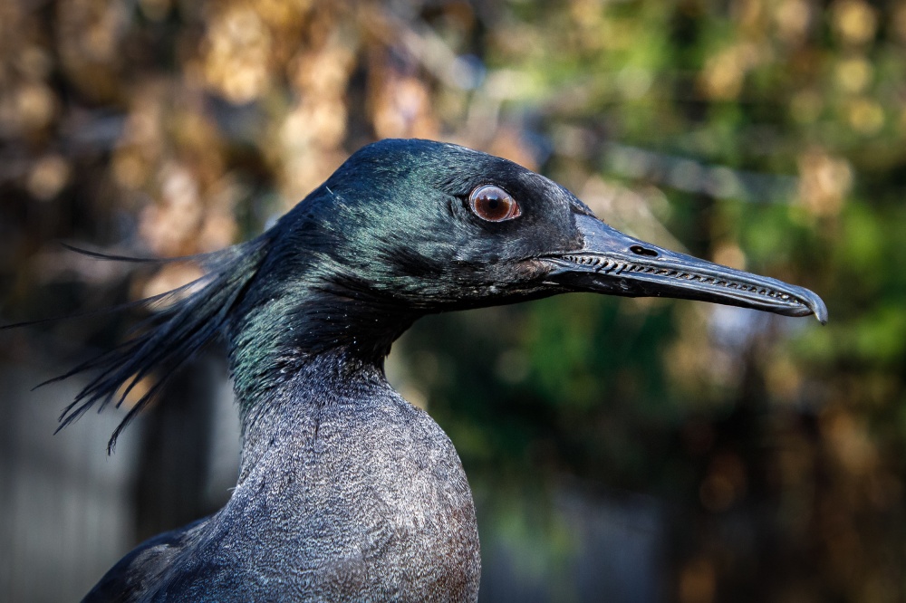 Portrét morčáka paranského pořízený již v Zoo Praha. Na jižní polokouli žije pouze tento jeden druh morčáka. Foto Miroslav Bobek