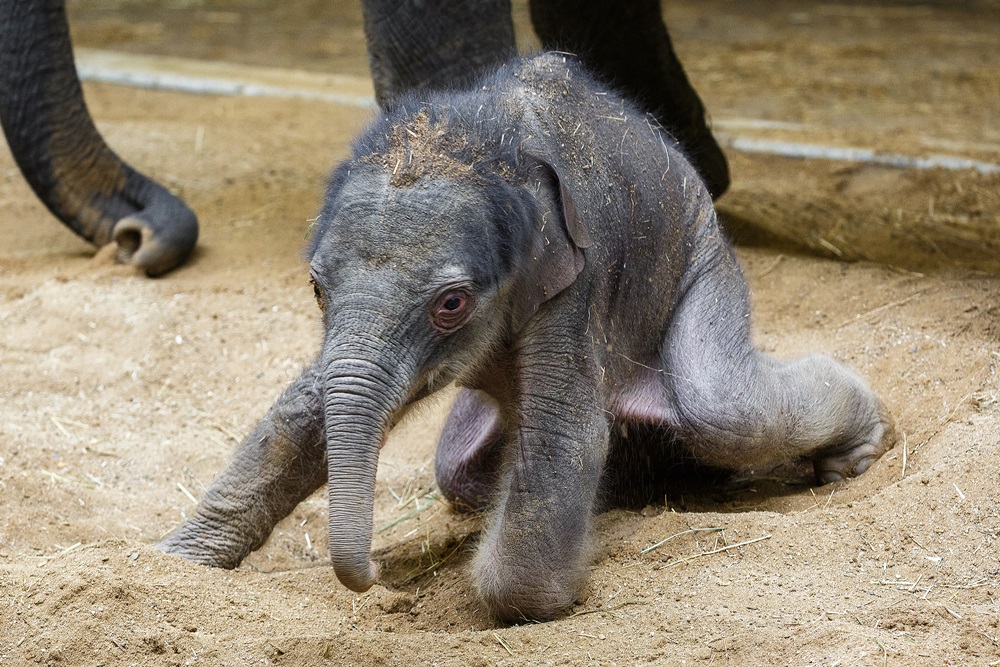 První „stoprocentně pražské“ slůně. Max ve věku tří dnů. Foto Miroslav Bobek, Zoo Praha