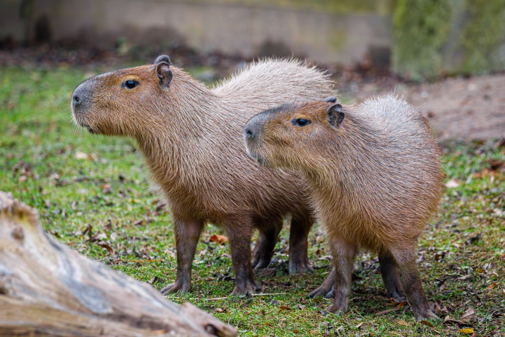 Capybara, capybara, capybara! World's favorite rodent returns to Prague Zoo  - Prague, Czech Republic