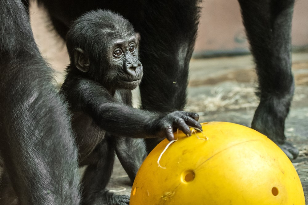 A little male gorilla, Ajabu, was unexpectedly born to twenty-four-year-old Shinda. Photo: Petr Hamerník, Prague Zoo