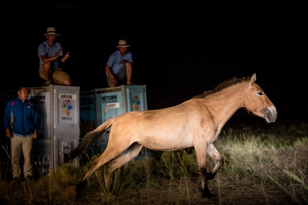 Night releasing of Przewalski horses to an acclimatization paddock in Gobi. Photo: Václav Šilha, Prague Zoo