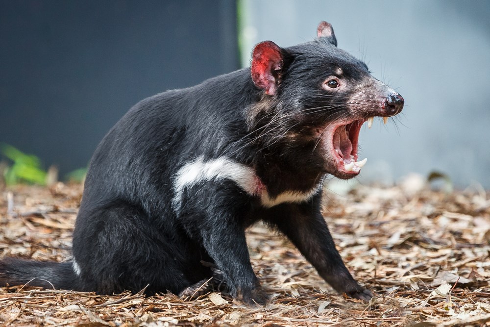 Koncepce rozvoje Zoo Praha počítá i s expozicí australské fauny, jejímiž hlavními „hvězdami“ by měli být ďábli medvědovití. Tento snímek byl pořízen v Healesville Sanctuary u Melbourne. Foto Miroslav Bobek, Zoo Praha