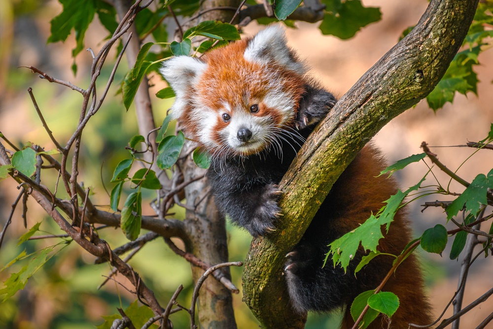 Narození samečka Flina bylo pro chovatele Zoo Praha do značné míry překvapivé. Jeho matka Wilma je totiž velmi mladá, zatímco otec Pat má naopak nejlepší roky za sebou. Foto Petr Hamerník