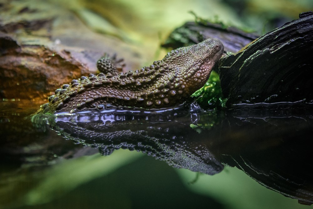 A female Earless Monitor Lizard can be seen in the exposition of nocturnal animals in the Indonesian Jungle pavilion. Photo: Petr Hamerník, Prague Zoo