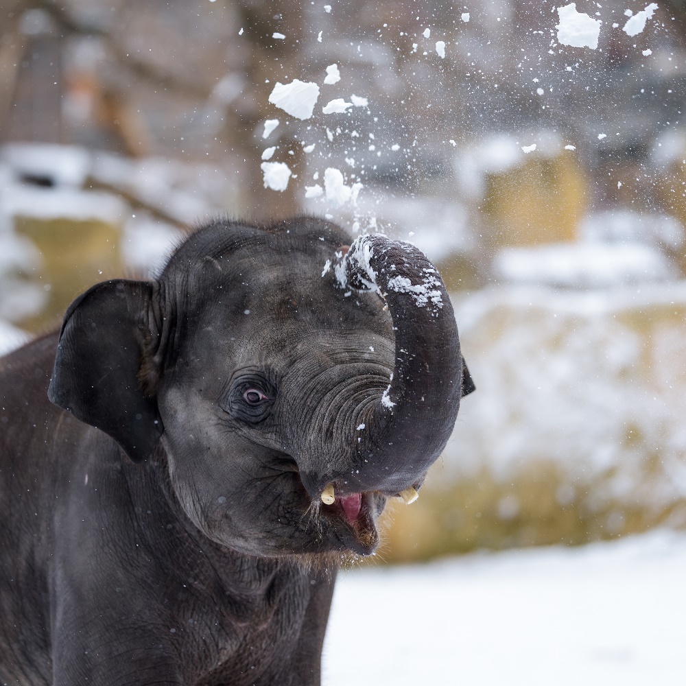 Sloni chodí v zimě ven, pouze pokud není vlhko a nefouká silný vítr. Foto: Petr Hamerník, Zoo Praha.