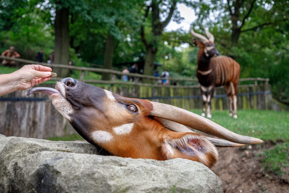 Bongů horských žije v přírodě mnohem méně než v zoologických zahradách. Z prostředků získaných svými chovateli přispívá Zoo Praha i na jejich návrat do přírody v Keni. Foto Miroslav Bobek