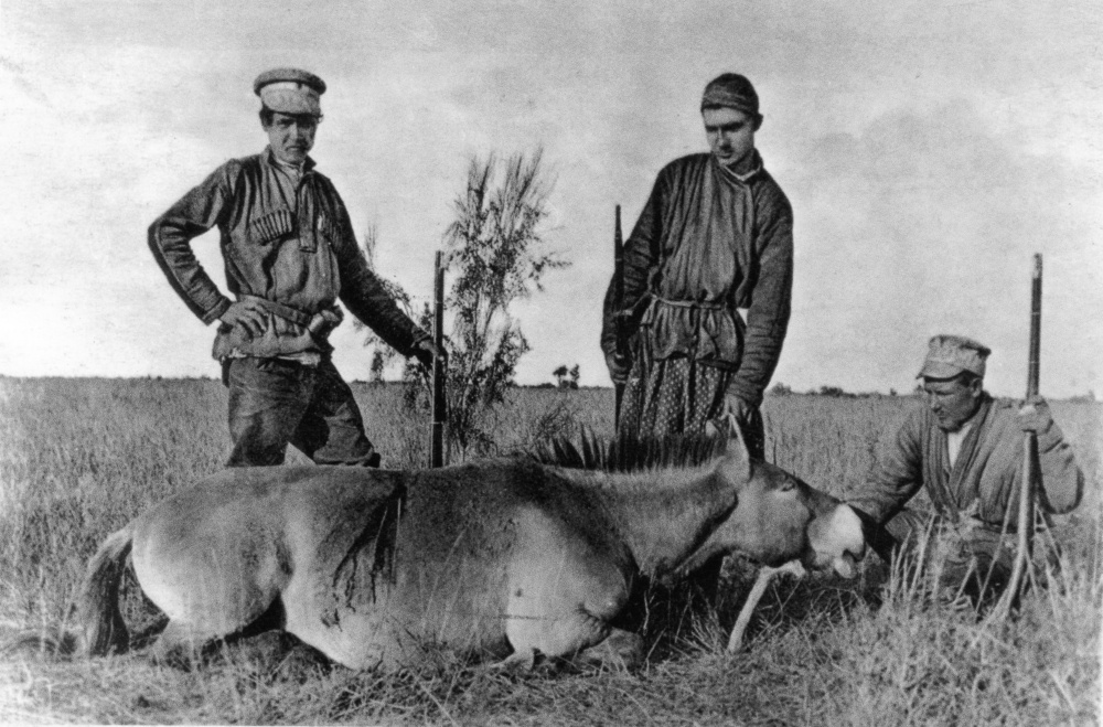 1896. Pictured here is a Przewalski's horse hunted in western China for the Grim-Grzinajlo Brothers Museum. Photo: Archiv Prague Zoo