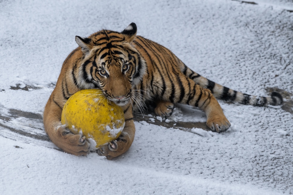 Tygři malajští Wanita a Bulan se v zasněženém výběhu honí a hrají si s oblíbenými míči. Foto: Petr Hamerník, Zoo Praha.