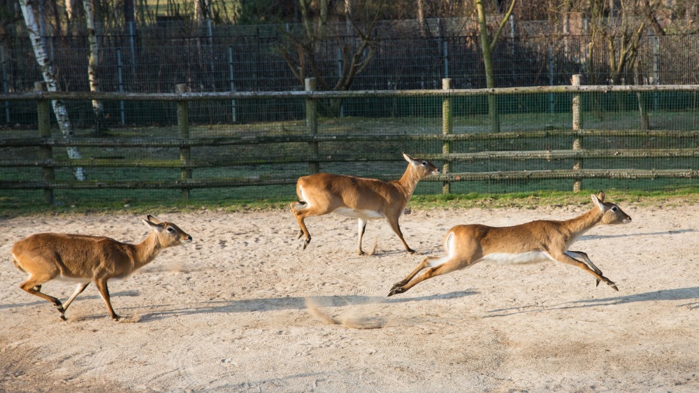 Vodušky červené si po zimě užívají venkovní výběh. Foto: Václav Šilha, Zoo Praha