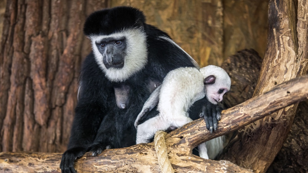 Gueréza, jež přišla na svět 14. listopadu, je 37. v chovu pražské zoo. Foto: Ondřej Kroutil, Zoo Praha.