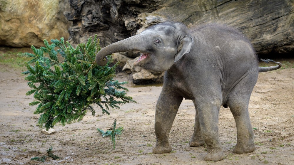 Takhle se z vánočního stromku loni radoval sloní sameček Max. Foto: Petr Hamerník, Zoo Praha