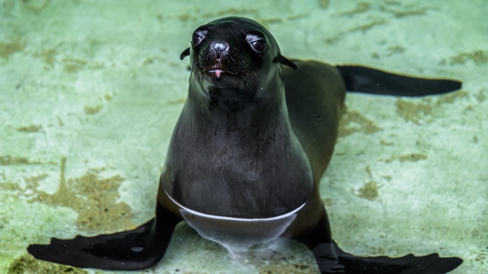 Návštěvníci Zoo Praha budou moci v sobotu prvně vidět v expozici lachtanů novou samičku Daisy. Foto: Petr Hamerník