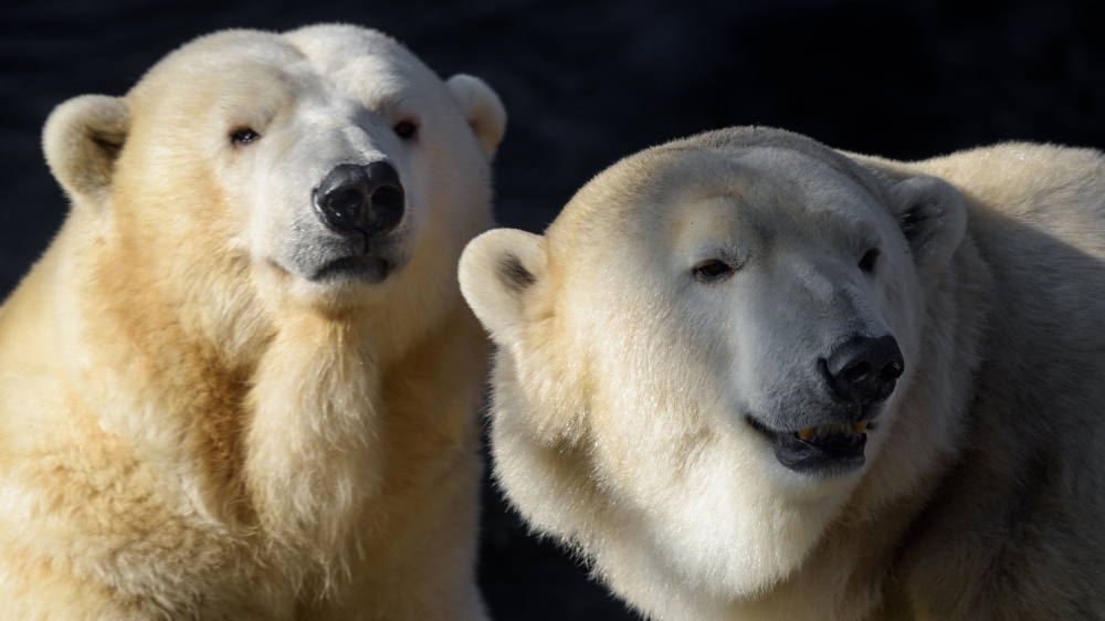 Lední medvědi oslaví svůj Mezinárodní den v Zoo Praha v sobotu 24. února. Foto: Petr Hamerník, Zoo Praha