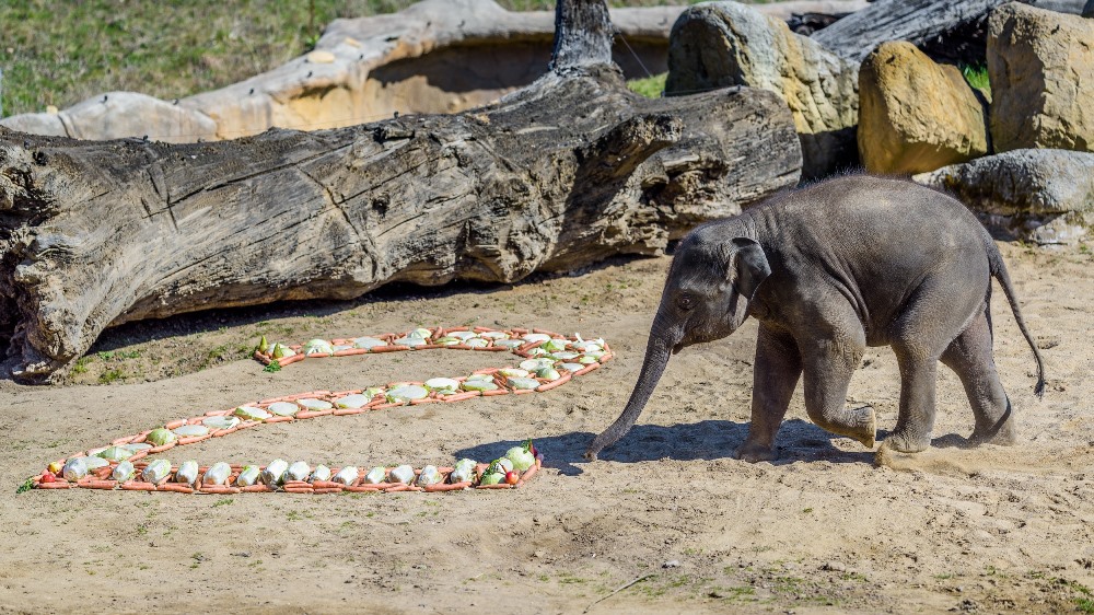 Oslavenec Max jako první naběhl na narozeninovou nadílku vyskládanou z mrkví, zelí, kapusty, jablek a hrušek. Foto: Petr Hamerník, Zoo Praha
