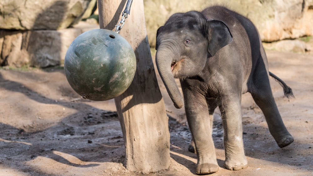 Slon indický Max je vůbec první slůnětem, které v pražské zoo nejen přišlo na svět, ale také zde bylo počato. Foto: Petr Hamerník, Zoo Praha
