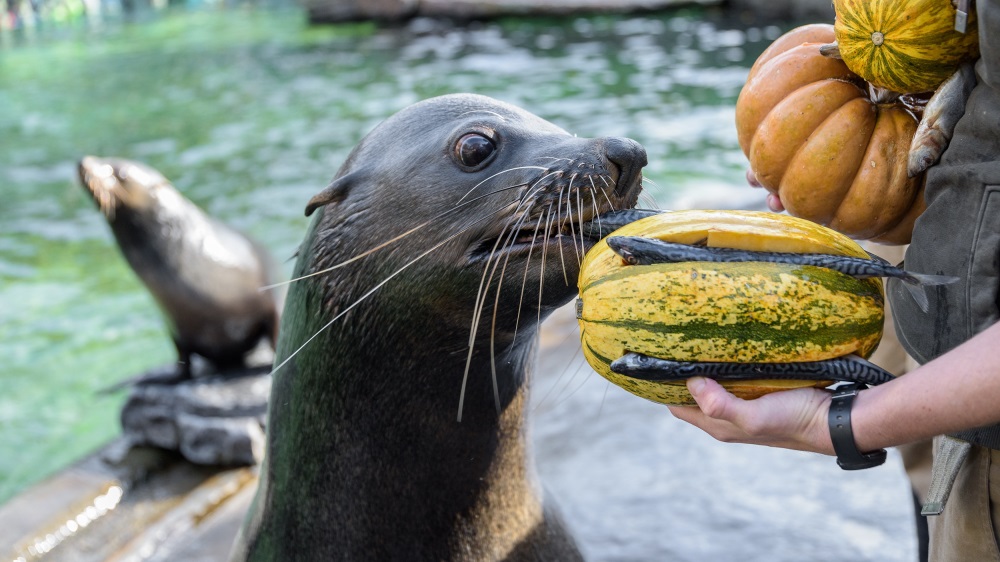Možná trochu nečekaně dělají dýně radost i lachtanu Melounovi. Foto: Petr Hamerník, Zoo Praha
