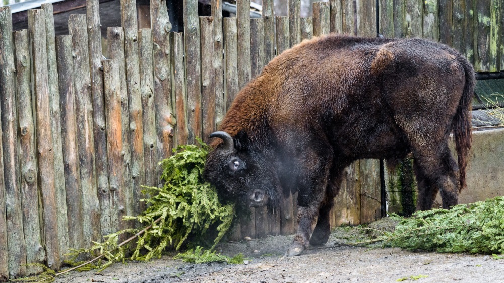 Neprodané vánoční stromečky udělaly v Zoo Praha radost i zubrům. Foto: Petr Hamerník, Zoo Praha.