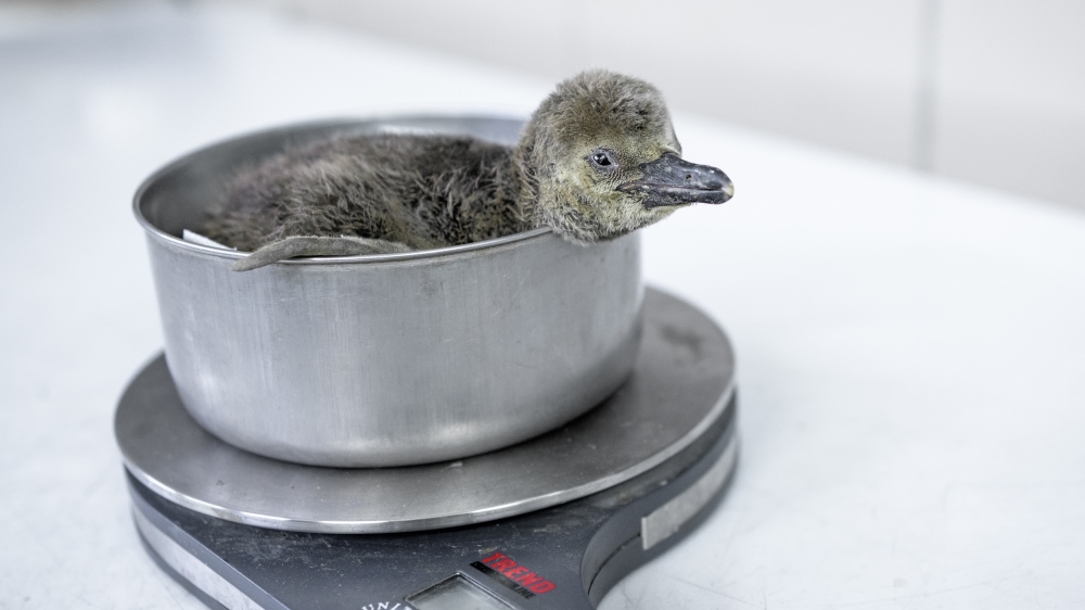 V Zoo Praha se 18. října vylíhnul přímo pod rodiči v Pavilonu tučňáků tučňák Humboldtův. Aktuálně váží 406 gramů a jeho rodiče – samec Kulička (z pražského odchovu) a samice Plzeňačka (původem z Plzně) – se o něj od počátku vzorně starají. Foto: Petr Hamerník, Zoo Praha.